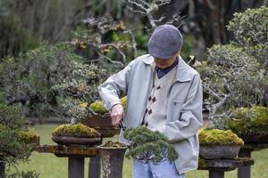 Senior asian man caring and tending his collection of bonsai tree in the zen garden for retirement hobby with professional technique using the pruning shear photo