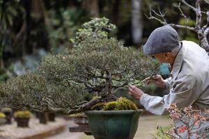 Senior asian man caring and tending to his collection of bonsai tree in the zen garden for retirement hobby with professional technique using the pruning shear photo