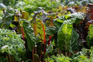 Varieties of fresh organics homegrown heirloom swiss chard and salad lettuce in vegetable farmer garden for food ingredient and nutrition usage during harvest season photo