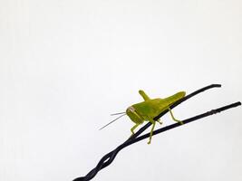 Green Grasshopper Perched on Black Wire. isolated on White Background photo