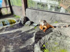 Orange Iguana Sunbathing on Rock Surface in Zoo Enclosure photo