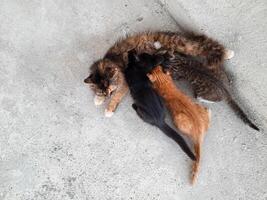 A mother cat nurses her kittens on a rough cement floor. The kittens nurse while the mother cat lies on the floor. Top view photo