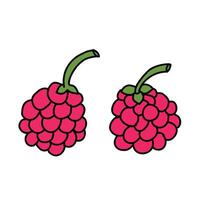 raspberry fruit on white background. Cartoon Style Illustration vector