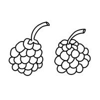 black and white line. raspberry fruit on white background. Cartoon Style Illustration vector