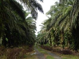 Pathway Through the Palm Trees photo