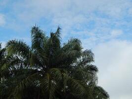 Green Canopy of Palm Fields photo