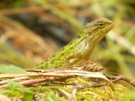 Basking Calotes in the Sunlight photo