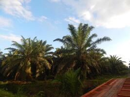 Endless Palm Trees in the Field photo