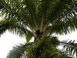 Palm Trees Stretching to the Horizon photo