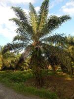 Palm Trees and the Sunlight photo