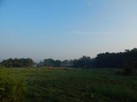Peaceful Dawn on the Field photo