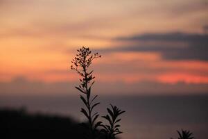 Sunset Dance on the Waves photo