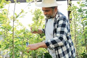 In straw hat. Using scissors to cut the plant. Senior gardener is at work at daytime photo