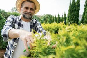 Taking care of bush by using ,scissors. Senior gardener is at work at daytime photo