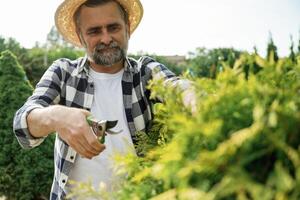 Taking care of bush by, using ,scissors. Senior gardener is at work at daytime photo