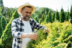 Taking ,care ,of ,bush ,by using scissors. Senior gardener is at work at daytime photo