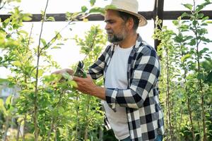 In ,straw ,hat. Using scissors to cut the plant. Senior gardener is at work at daytime photo