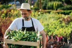 Moving plants that is in the wooden, box. Senior gardener is at work at daytime photo