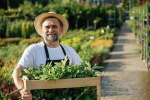 Moving plants that is ,in the wooden box. Senior gardener is at work at daytime photo