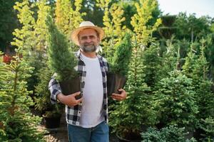 Senior gardener is at work at daytime.. photo