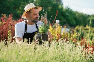 Enjoying ,,the job. Senior ,gardener,,, is at work at daytime photo