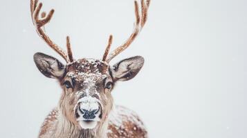 A majestic Christmas reindeer standing gracefully on a snowy white background during the festive holiday season photo