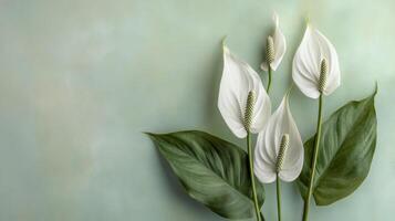 Elegant floral arrangement featuring large white and green leaves set against a soft green background photo