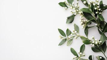 Fresh Christmas mistletoe with white berries and green leaves on a clean white background for festive holiday decorating ideas photo