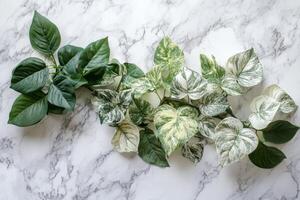 Aesthetic arrangement of green and variegated leaves on a marble tabletop for a stylish flat lay reveal photo