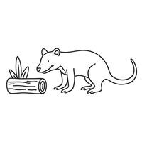 A Tasmanian devil sniffing near a hollow log in the forest vector