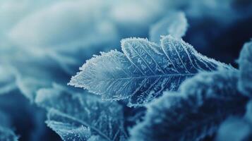 Close-up of frost-covered leaves showcasing delicate ice crystals during a chilly winter morning in a serene outdoor setting photo