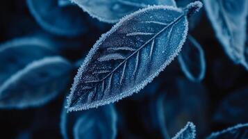 Close-up of frozen winter leaves adorned with frost crystals in delicate blue tones, showcasing nature's icy beauty during a chilly season photo