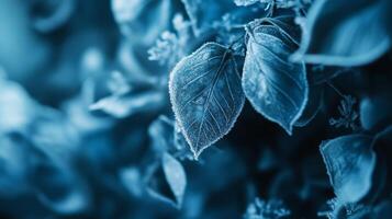 Close-up of frozen winter leaves adorned with intricate frost crystals in a serene blue-toned landscape photo