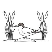 A tern nesting beside tall reeds near the shore vector