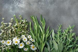 Fresh sage, rosemary, and chamomile herbs displayed beautifully on a textured surface, perfect for creative design and text inclusion photo
