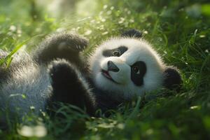 A fluffy panda joyfully rolling in vibrant green grass under soft natural light during a warm, sunny day photo
