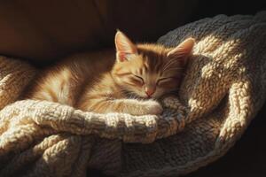 A sleepy kitten nestled on a soft, knitted cushion in warm natural light during a tranquil afternoon photo