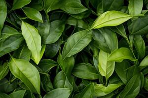 Fresh green tea leaves growing in a lush garden during a sunny afternoon photo