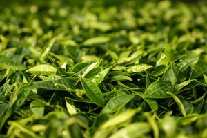 Green tea leaves harvested in a sunny plantation fill the landscape with fresh aroma and vibrant color photo