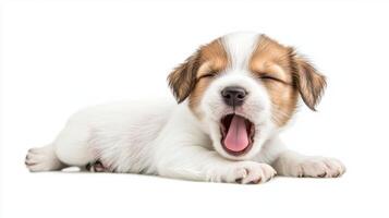 Cute puppy yawns joyfully while laying on a soft surface in a bright, cheerful setting during midday photo
