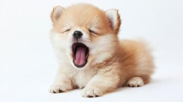 Cute fluffy puppy yawning joyfully in soft lighting, captivating hearts with every adorable moment photo
