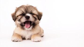 Playful puppy yawning joyfully on a clean white background, capturing a moment of cuteness and warmth photo
