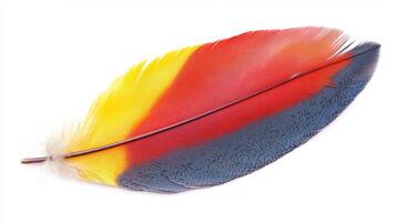 Vibrant feather showcasing bright colors and intricate details found in nature during a sunny day photo