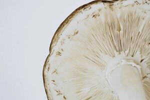Close-up view of a mushroom with intricate gills showcasing biological detail and texture in a minimalistic setting photo