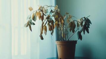 Dried plant in a pot sitting on a table near a window with sunlight filtering through sheer curtains photo