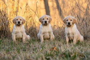Three playful yellow lab puppies sitting together in golden grass during sunset in a serene outdoor setting photo