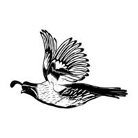 Illustration of a quail shown from a side view with its beak slightly open. The artwork emphasizes the bird's streamlined body and wing movement, relevant to quail hunting themes in black and white vector
