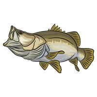 Illustration of a barramundi fish with its mouth wide open, viewed from the side vector
