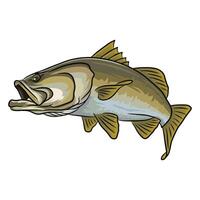 Close up illustration of a barramundi fish with its mouth slightly ajar, viewed from a low angle. The drawing emphasizes the fish's head and facial details. vector