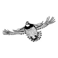 Illustration of a quail flying directly towards the viewer with its wings spread quail hunting in black and white vector